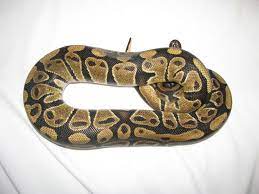 Normal Ball Python Female