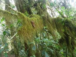 Image result for Hedythyrsus thamnoideus