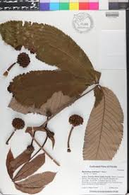 Image result for Myrianthus arboreus