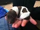 Cute German Shorthaired Pointer Puppies