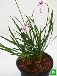 Image result for Tulbaghia fragrans