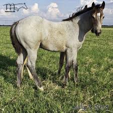 Would like insight on possible foal color sire is palomino roan. Driftin In Blue S 2018 Buckskin Roan Colt Quarter Horses For Sale Working Ranch Horses Texas Ma Quarter Horses