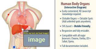 Download Html5 Interactive Human Body Organs Diagram Codecanyon Marketopia