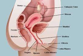 Pan, the greek god of nature, had a strange power. The Vagina Vulva Female Anatomy Pictures Parts Function Problems