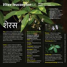 Image result for Vitex ferruginea