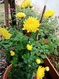 Read about kecewa by bunga and see the artwork, lyrics and similar artists. Bunga Kekwa Balance Garden