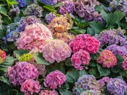 Image result for Hyparrhenia madaropoda