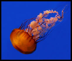 Black Sea Nettle By Manyee Desandies Treknature Com Jellyfish Black Sea Nettle Manyee Desandies Treknature Baby Wild Animals Water Mammals Black Sea