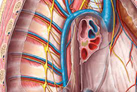 Quiz Autonomic Nervous System 2 Anatomytool