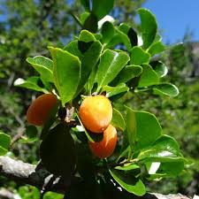 Image result for Dovyalis zeyheri