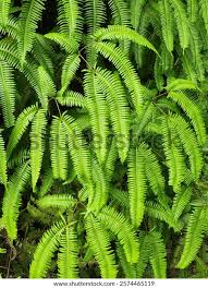 Image result for Dicranopteris elegantula