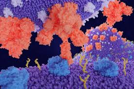 2019 novel coronavirus, wuhan seafood market pneumonia virus) — оболочечный одноцепочный. Ace2 Der Sars Cov 2 Rezeptor Biomol Blog Ressourcen Biomol Gmbh Life Science Shop