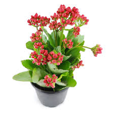 Image result for Kalanchoe calandiva