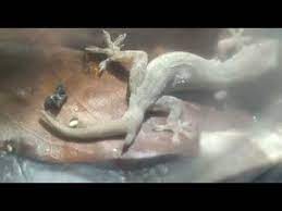 Baru Beberapa Hari Nemu Cicak Ekor 2 Ini Bertelur Youtube