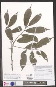 Image result for Uvariastrum