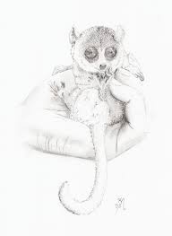 Lehilahytsara is a combination of the malagasy words which mean good and man. Goodman S Mouse Lemur By Katamoria On Deviantart