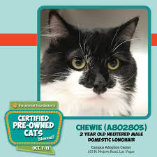 Find dogs find cats find birds find. Only A Few Hours Left To Adopt A Fee Waived Cat Great Cats Like Chewie Are Waiting For You At Our Campus Adoption Center Open Cats Kittens Cat Adoption