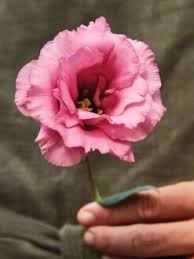 Image result for eustoma Balboa