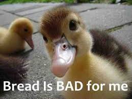 What To Feed Wild Ducks Cute Baby Animals Cute Animals Animals