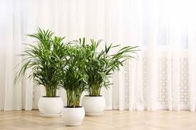 Maybe you would like to learn more about one of these? Spots On Areca Palm What To Do White Brown And Black Spots Garden Tabs