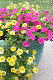 Soil in pots freezes more quickly than the ground, so move tender plants inside before frost hits your area. It S Not That Hard Keeping Flowers Alive Container Flowers Flower Pots Flowers Direct