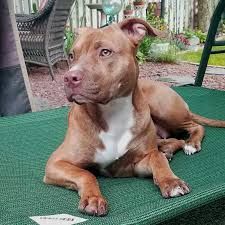 Pin By D 1969 On Pitbull Puppies Pitbull Puppies Cute Animals Pitbull Dog