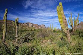 This list may not reflect recent changes (learn more). Image Stock Photo Cactus New Mexico Thomas Reich Bilderreich