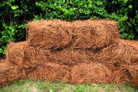 Read on to learn how to use it safely. Garden Myth Pine Needles Acidify The Soil Laidback Gardener