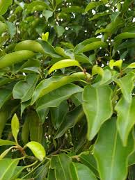 Image result for Mimusops elengi