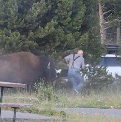 Yellowstone bison attacks grandfather. See terrifying encounter.