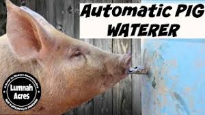 Automatic Pig Waterer Youtube
