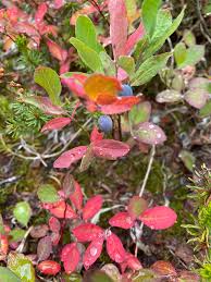 Image result for Vaccinium