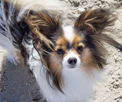 papillondog anton at the beach papillon dog papillion dog spaniel puppies