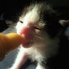 Contains feeding bottle conveniently marked in measurements for accurate feeding. How To Bottle Feed A Kitten Perth Vet Emergency