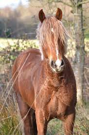 Poulain gris , couleur adulte?