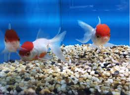 Shop for aquarium gravel, sand, & substrate in fish tank & aquarium decoration & accessories. How To Calculate Your Fish Tank Gravel Hugglepets