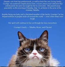 Let's check out the top 50 cat memes to find the answer! Grumpy Cat Is Dead Internet S Most Famous Feline Passes Away Aged 7 Daily Mail Online