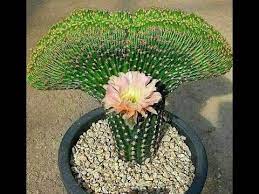 Haworthia comptoniana x haworthia springbokvlakensis. Los Cactus Mas Raros Identificados So Beautiful Youtube