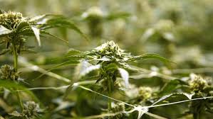 What is the best light to grow cannabis indoors. 10 Questions Answered About How To Grow Cannabis At Home In Arizona