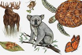 Animal Species On The Eve Of Extinction Rolling Stone