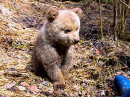 12.05.2015 · vanatoare la dibuit si panda de mistret, urs, caprior, cerb 4 zile din care 3 de vanatoare = 1200 eur ziua suplimentara de vanatoare = 300 eur pret. Boogster A Fost Dus La Orfelinatul Pentru Ursi Din Harghita Animal Zoo