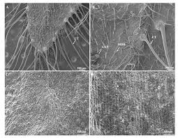 Image result for Barleria albostellata