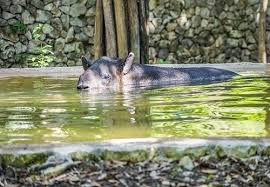 The amazon rainforest is home to 427 mammal species, 1,300 bird species, 378 species of reptiles, and more than 400 species of amphibians. Endangered Animals Of The Amazon Rainforest Rainforest Cruises