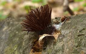 Image result for Stemonitis splendens