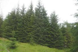 It doesn't have an specific smell. Sitka Spruce Coniferous Forest