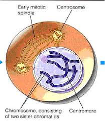 Dozens of bullish and bearish live candlestick chart patterns for the interphase corporation stock. Quia Mitosis Illustrations Labeling