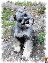 Miniature schnauzer · jacksonville, fl. Salt And Pepper Miniature Schnauzer Salt And Pepper Mini Schnauzer Miniature Schnauzer Puppies Fo Schnauzer Puppy Miniature Schnauzer Puppies Schnauzer