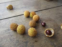 Setiap pokok mata kucing mampu mengeluarkan 2,000. Buah Mata Kucing Dimocarpus Longan Sub Species Malesianus Leenhouts Planter And Forester