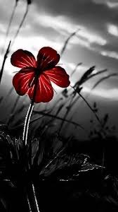 Black And White Picture With Color App Photo Uploader For Pinterest Color Splash Photography Color Splash Red Color Splash