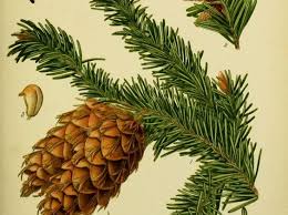 Buy a full case of 5 boxes of douglas fir cones and save even more! Douglas Fir Firing Up Foresters Since 1827 Resilience Blog